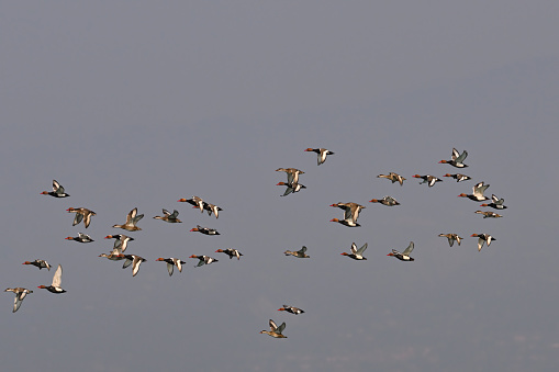 Flock of Red-crested pochard