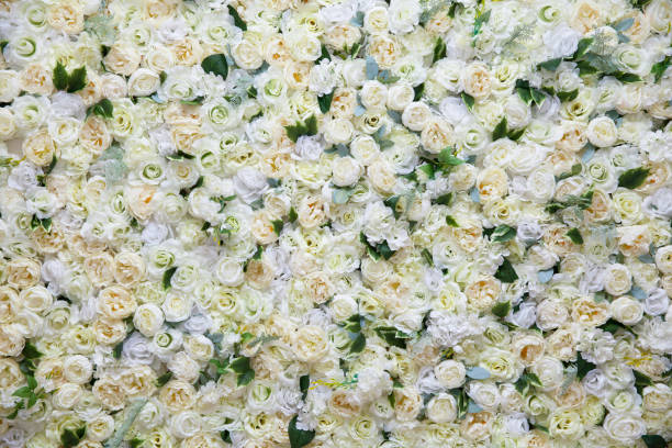 istock background of artificial roses. Many artificial white roses, flower as background and decoration, stock photo image 1388325231