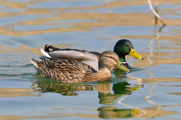 Couple of mallard duck (Anas platyrhynchos)