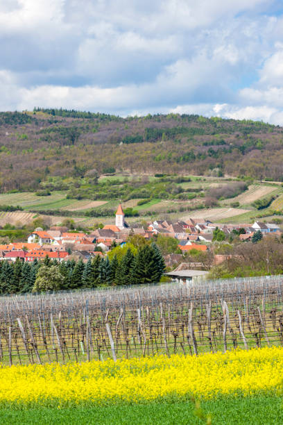 istock spring vineyard near Retz, Austria 1388326159