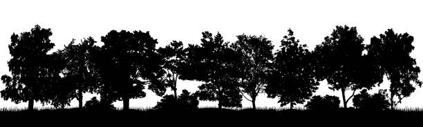 laubwald, silhouette von schönen bäumen und sträuchern. vektorillustration - laubbaum stock-grafiken, -clipart, -cartoons und -symbole