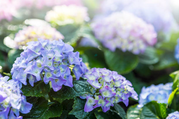 istock Flower garden in spring season 1388327843