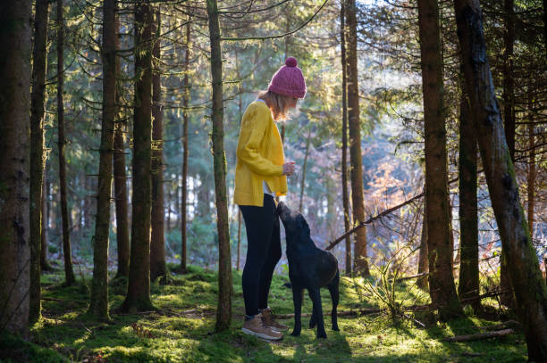 Young woman and her dog working on obedience training in a forest stock photo