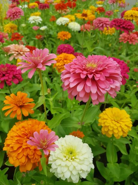 multicolored zinnia multicolored zinnia caenorhabditis elegans stock pictures, royalty-free photos & images