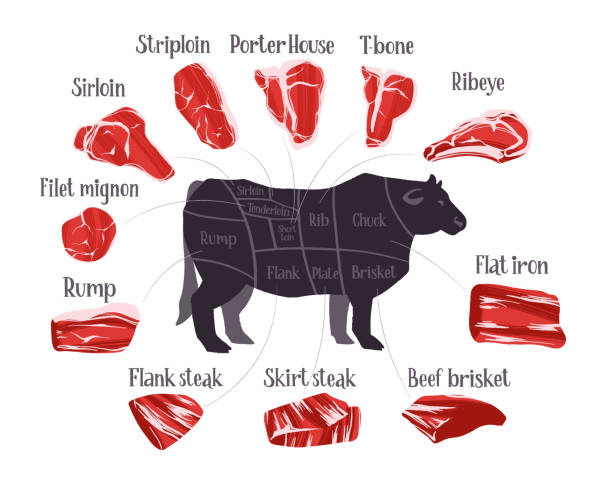 illustrations, cliparts, dessins animés et icônes de ensemble de coupes de steak. tableau des coupes de bœuf et morceaux de bœuf, utilisés pour la cuisson du steak et du rôti. - cow bull cattle beef cattle