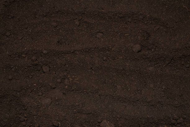 istock Black land for plant background. Top view. 1388332196