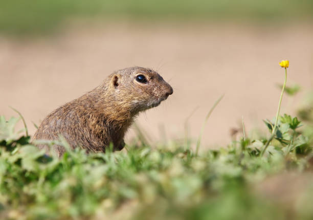 istock Ground squirrel Spermophilus citellus European, curious in the grass 1388332264