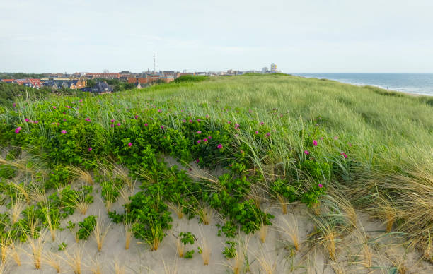 istock Weserland at Sylt 1388332526