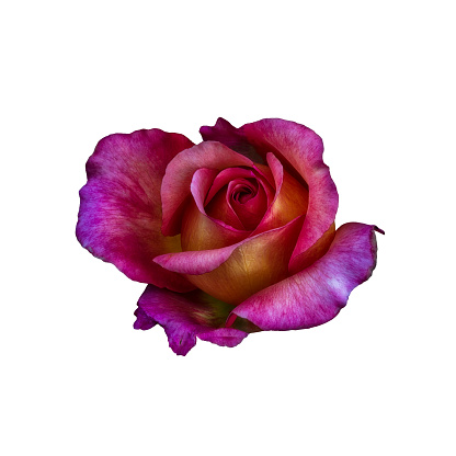 Dark surrealistic rose top view macro of a single isolated veined violet pink yellow blossom in vintage painting style on white background