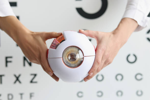 médico oftalmólogo sosteniendo parte del modelo de ojo, muestra de óculo, atención médica - sensory perception eyeball human eye eyesight fotografías e imágenes de stock