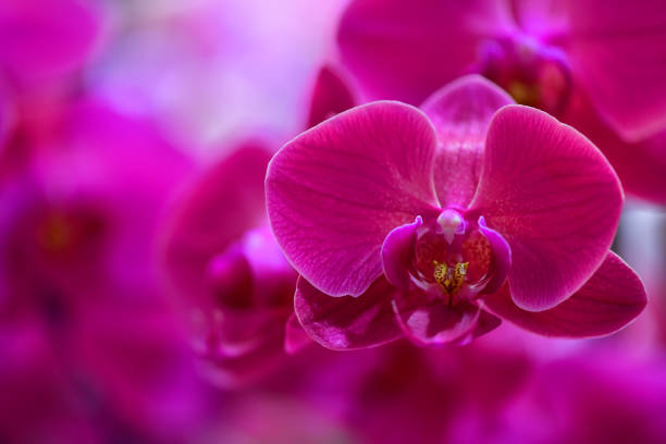 istock Pink purple moth orchid flowers 1388333759