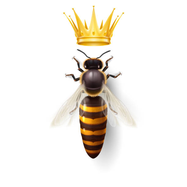 królowa pszczół - queen bee stock illustrations