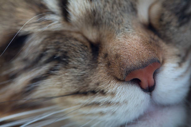 istock Portrait of striped cat , close up 1388336367