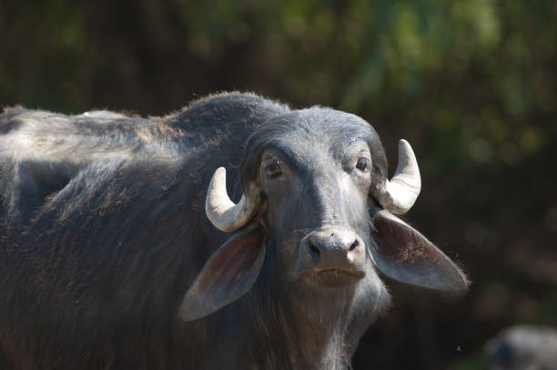 Water buffalo Bubalus bubalis in the Hiran river. Water buffalo Bubalus bubalis in the Hiran river. Sasan. Gir Sanctuary. India. gir forest national park stock pictures, royalty-free photos & images
