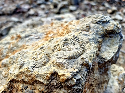 Ammonite inside a limestone rock. The ammonites where living between 409 and 65 million years ago (Mya). The image was captured in the canton of Aargau (Switzerland).