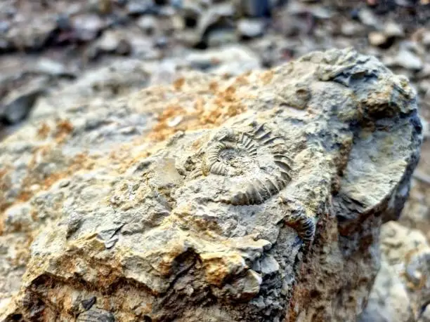 Ammonite inside a limestone rock. The ammonites where living between 409 and 65 million years ago (Mya). The image was captured in the canton of Aargau (Switzerland).