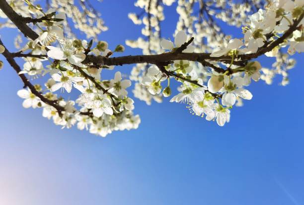 istock flowers of damson tree in spring with blue sky background 1388338088