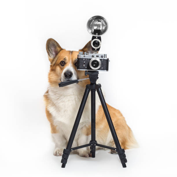 ritratto quadrato del simpatico fotografo cane corgi in piedi su uno sfondo bianco in studio accanto a una fotocamera retrò su un treppiede - animal head flash foto e immagini stock