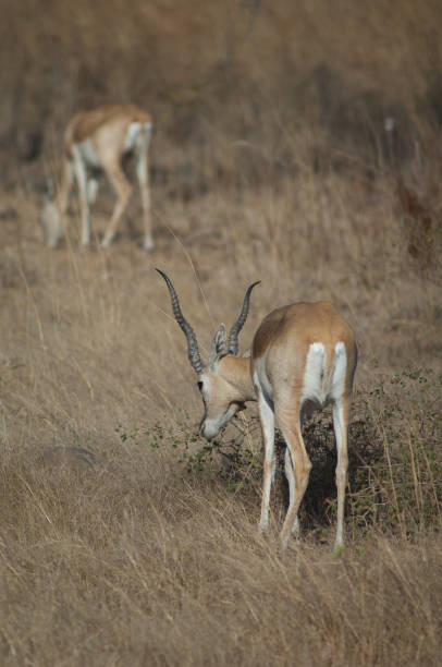 Male blackbuck Antilope cervicapra browsing. stock photo