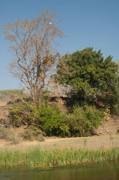 istock Riverside in the Hiran river. 1388338682