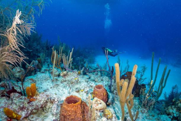 The beautiful underwater landscape of the Bahamas, Long Island The beautiful underwater landscape of the Bahamas, Long Island, with colorful corals and a scuba diver bottom the weaver stock pictures, royalty-free photos & images