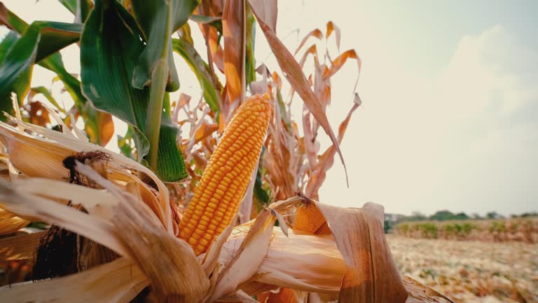 dry maize corn crop on stalk in agricultural field ready for harvest