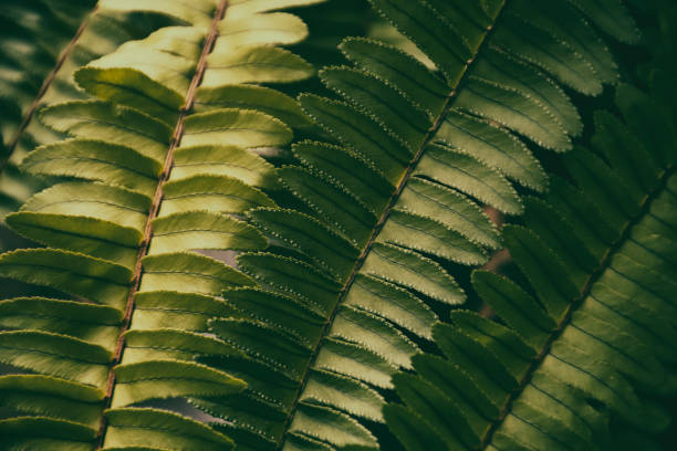 istock green fern leaf, dark nature background 1388340936