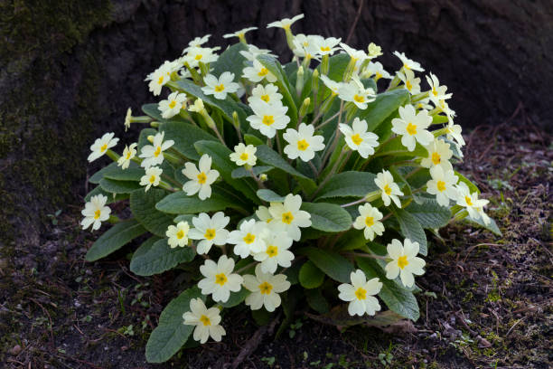 istock Primula vulgaris, common primrose blooming outdoors in the garden 1388341210