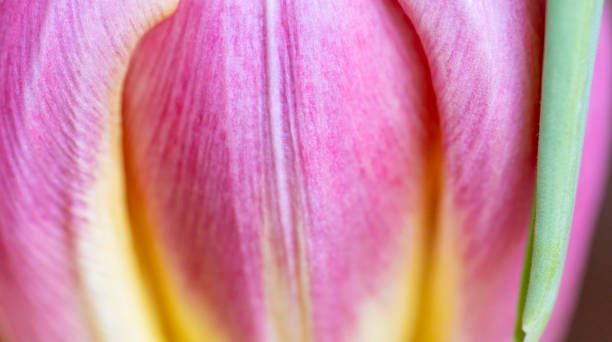 extreme nahaufnahme von verwelkten tulpenblüten zur verwendung als hintergrund. - tulip blue close up cut flowers stock-fotos und bilder