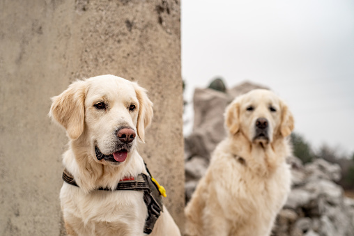 Portrait of two Golden retriever dogs obediently waiting and sitting