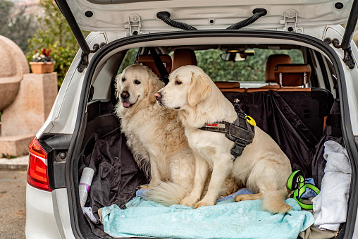 Portrait of two Golden retriever dogs siting and waiting in a car trunk