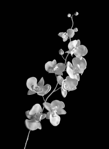 black and white image of a white orchid over black
