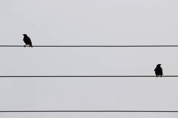istock A migrating bird sitting on an electric cable. 1388346700