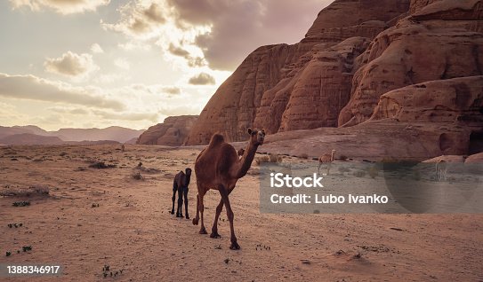 istock Group of camels walking over red sand at Wadi Rum desert, tall rocky mountains with sun backlight background 1388346917