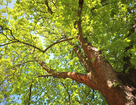 Chestnut Tree In Springtime