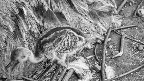 nandu poussin au nid. bébé oiseau explorant les environs. photo d’animal. - young bird beak feather ostrich photos et images de collection