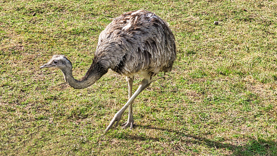 Nandu on the meadow. Close-up of the bird in nature. Grey plumage. Animal shot