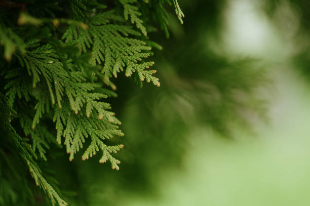 Cedar tree leaves background stock photo