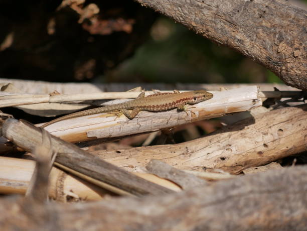 istock A small lizard basks in the sun on a warm spring day. The reptile moves along a tree branch. The life of reptiles in natural conditions. 1388349625