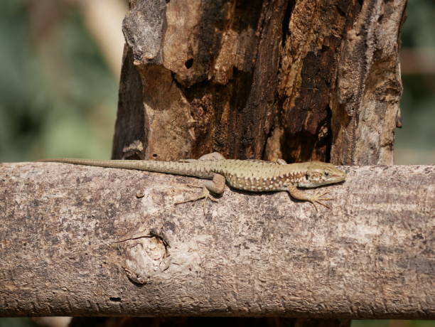istock A small lizard basks in the sun on a warm spring day. The reptile moves along a tree branch. The life of reptiles in natural conditions. 1388349688