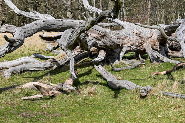 The beautiful Shropshire Countryside with its wildlife in their natural habitats