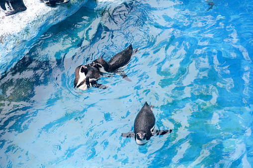 Some of penguins playing water at pool Safari Park, Bogor, East Java