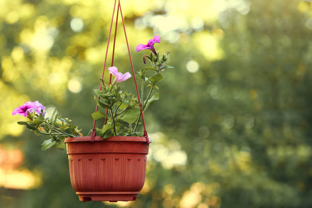 istock Flowers planted in a pot 1388350930