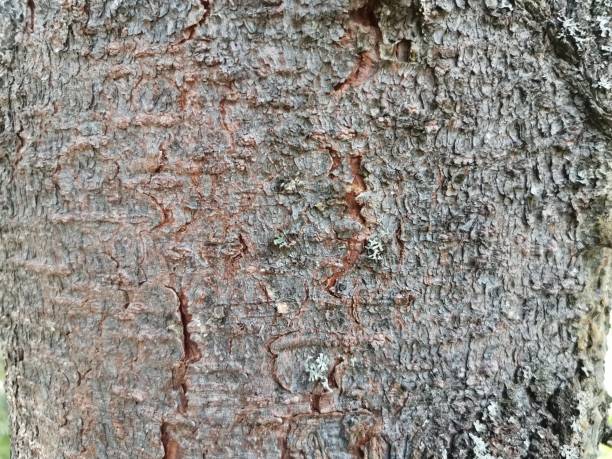 istock Rough texture of natural large tree bark 1388351055