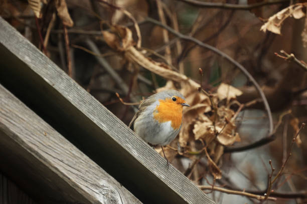 istock A robin sits on a wooden railing 1388353028