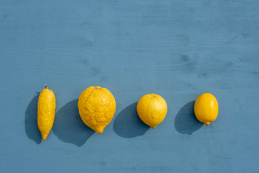Healthy eating concept: Genetically modified fresh lemons on blue wooden table. High angle view. Mutant fruits. Group of raw yellow lemons. Natural food background with copy space.