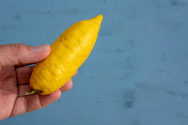 変異した長い形のレモンを保持する手 - genetic modification genetic mutation genetic research vegetable ストックフォトと画像