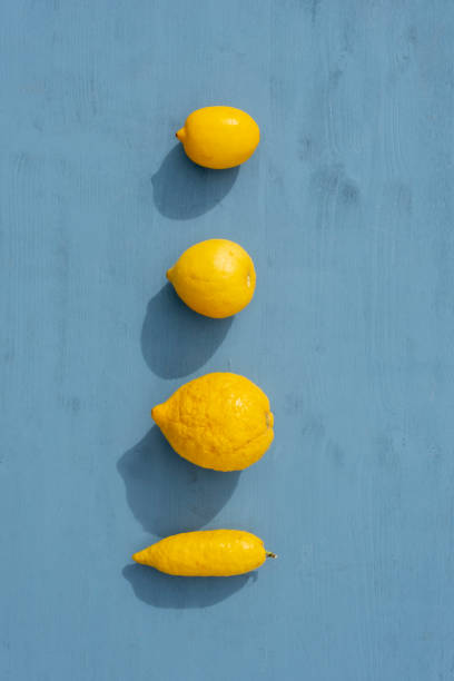 Healthy eating concept: Genetically modified fresh lemons on blue wooden table. High angle view. Mutant fruits. Group of raw yellow lemons. Natural food background with copy space.