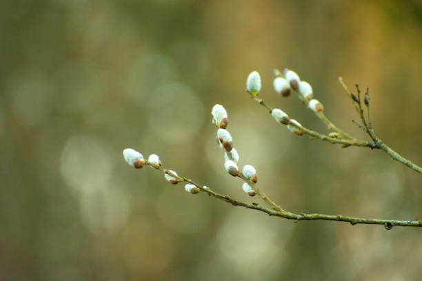 istock Twigs with white fluffy catkins and blurred background 1388353305