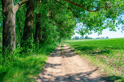 Country road in field near planting of green trees. Bright green rural landscape.